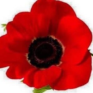 Meet your Posher, Fiona